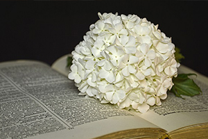 Fleurs Enterrement à Échenevex